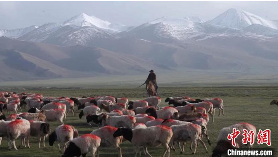 新疆和静百万头只牲畜开启夏季转场